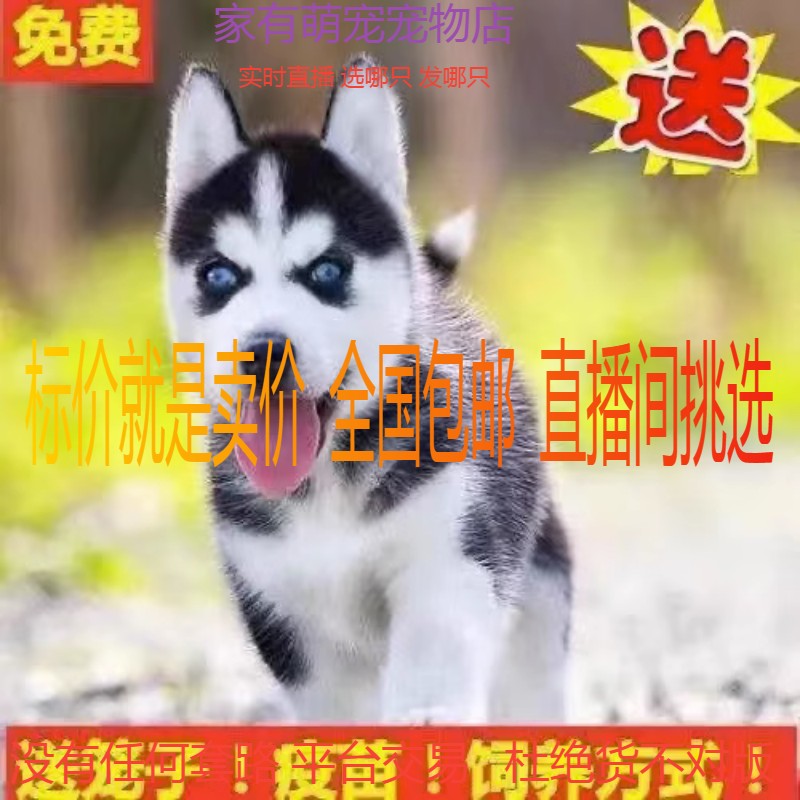 哈士奇犬活体幼犬狗狗幼