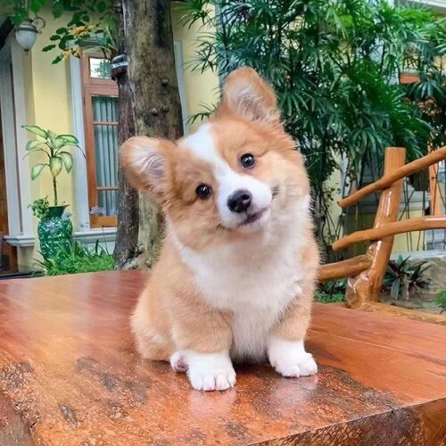 柯基幼犬小短腿小狗长不