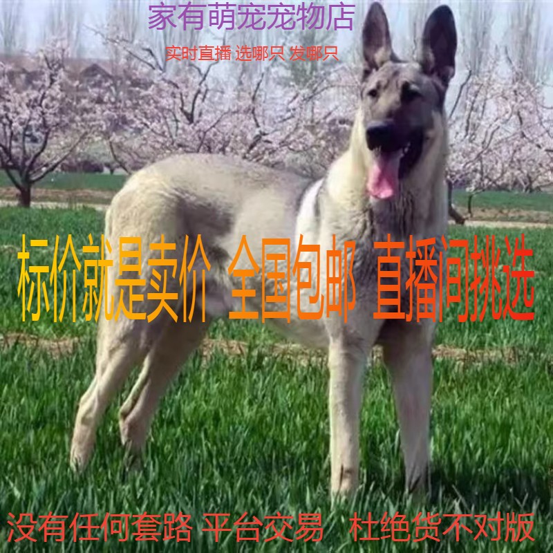 精品大型狼青幼犬宠物活
