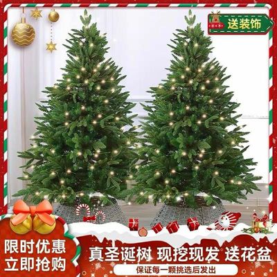 圣诞节氛围场景布置天竺少女松枝