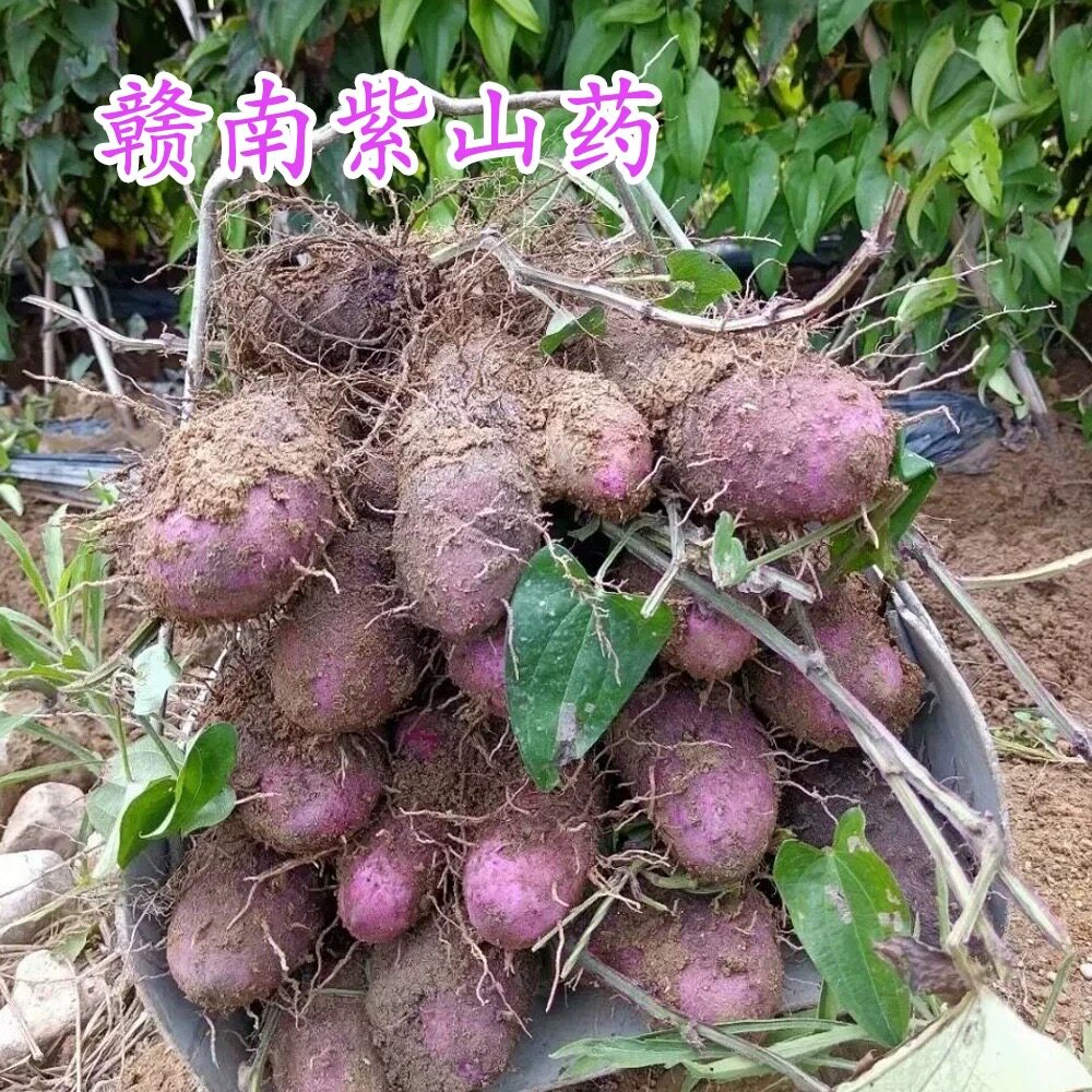 新鲜赣南紫山药脚板薯古天根淮山