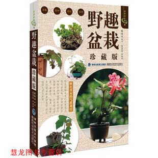 【正版书籍】 野趣盆栽-珍藏版 林国承 福建科技出版社