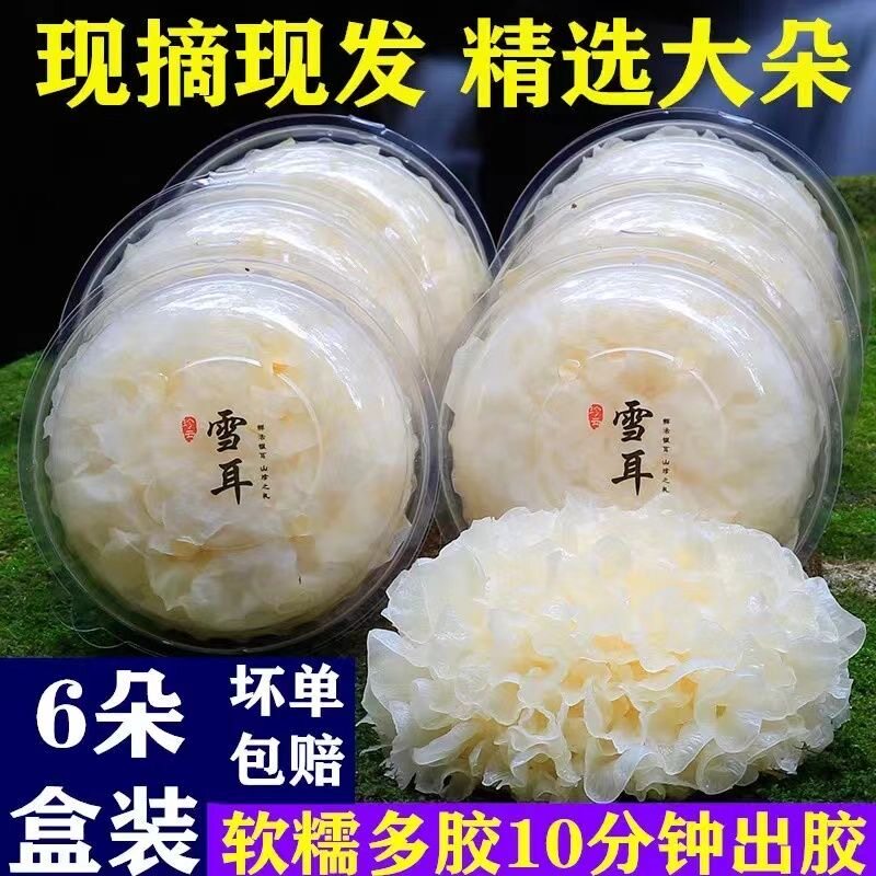 顺丰 古田高山新鲜银耳盒装活鲜白木耳糯丑耳雪耳非干货银耳软糯