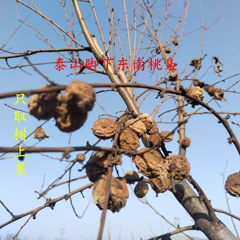 野生桃枭毛桃核东南枝树上摘果恋枝桃桃奴毛桃真正的桃枭原皮正宗