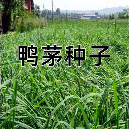 鸭茅种子耐阴耐热耐寒果园草牛羊鹅兔鱼鸡多年生牧草种子鸭茅草种