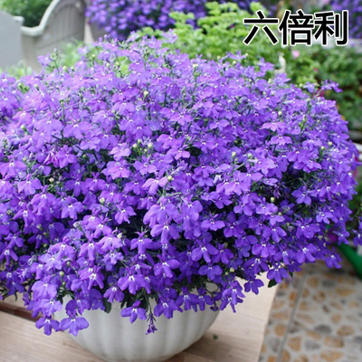 六倍利种子半边莲种子多色四季开花易活花籽阳台盆栽庭院花卉种子