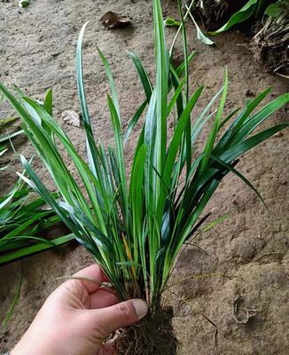 大叶麦冬草宽叶麦冬阔叶麦冬矮麦冬玉龙草细叶麦冬耐寒四季常青