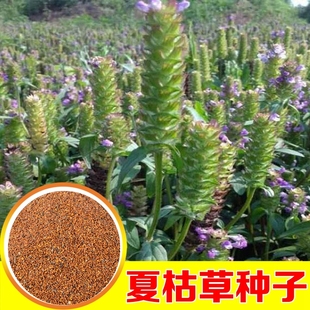 夏枯草种子白毛夏枯球种籽新采药材四季播种简单发芽率高阳台盆栽