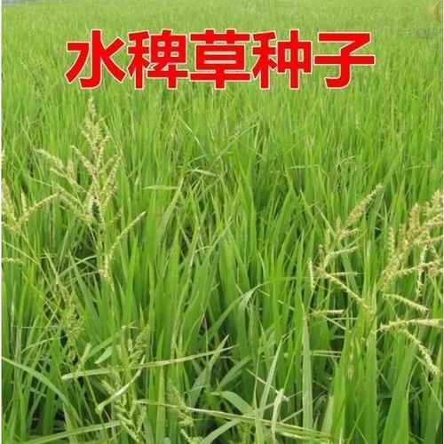 散装稗草种子 水稗草子 长稻田里 养喂鱼草水稗草籽 水草种子