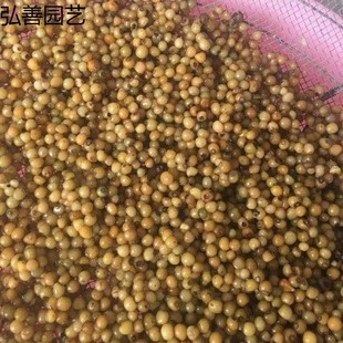 野生玉竹种子 可食用 鸡头黄精 爪子参黄鸡菜老虎姜 黄精蔬菜种籽