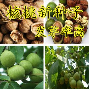 山核桃种子 薄皮纸皮核桃种子 胡桃 羌桃种子 种植文玩核桃树种子