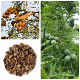 落羽杉种子落羽松种子杉木种子林木种子新采杉树种籽四季造林绿化