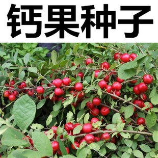 钙果种子新采钙果苗树苗种子欧李种子李子树果树绿化包邮