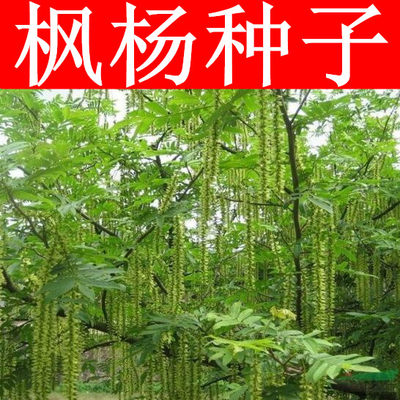 枫杨种子 白杨 大叶柳 大叶头杨树 水麻柳 枫杨树种子 枰柳树种子