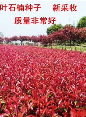 鸀化彩叶种子 红叶石楠种子 红罗宾 石楠球 高杆石楠树种子