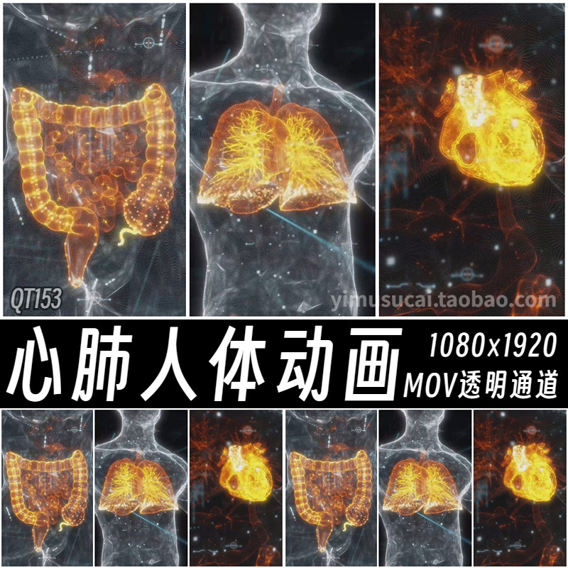 ae/pr剪映人体身体心脏肠道胃部hud全息影像mov透明循环视频素材