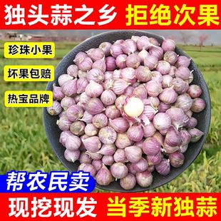 云南紫皮独头小蒜当季 新蒜鲜蒜珍珠蒜腌蒜泡蒜糖醋蒜小香蒜小独蒜
