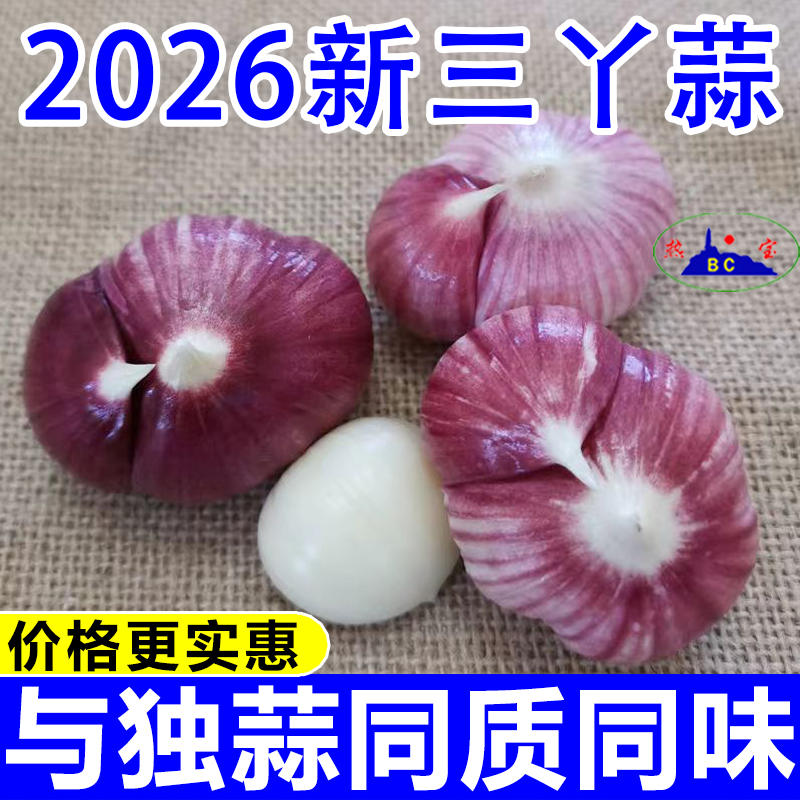 2026年正宗紫皮三瓣蒜新大蒜批发三丫蒜红皮蒜元宝蒜头当季蔬菜
