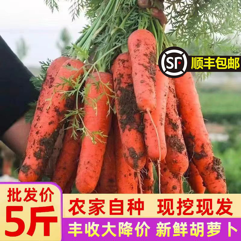 【顺丰包邮】云南高山水果胡萝卜萝卜/胡萝卜