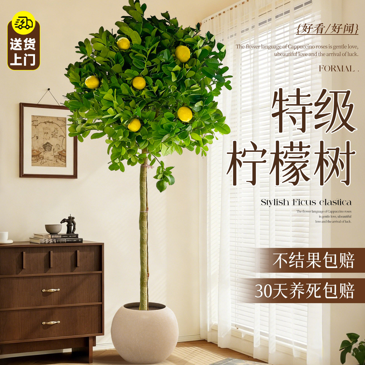 香水柠檬树带果盆栽室内大型客厅绿植物老桩四季好养活阳台树苗