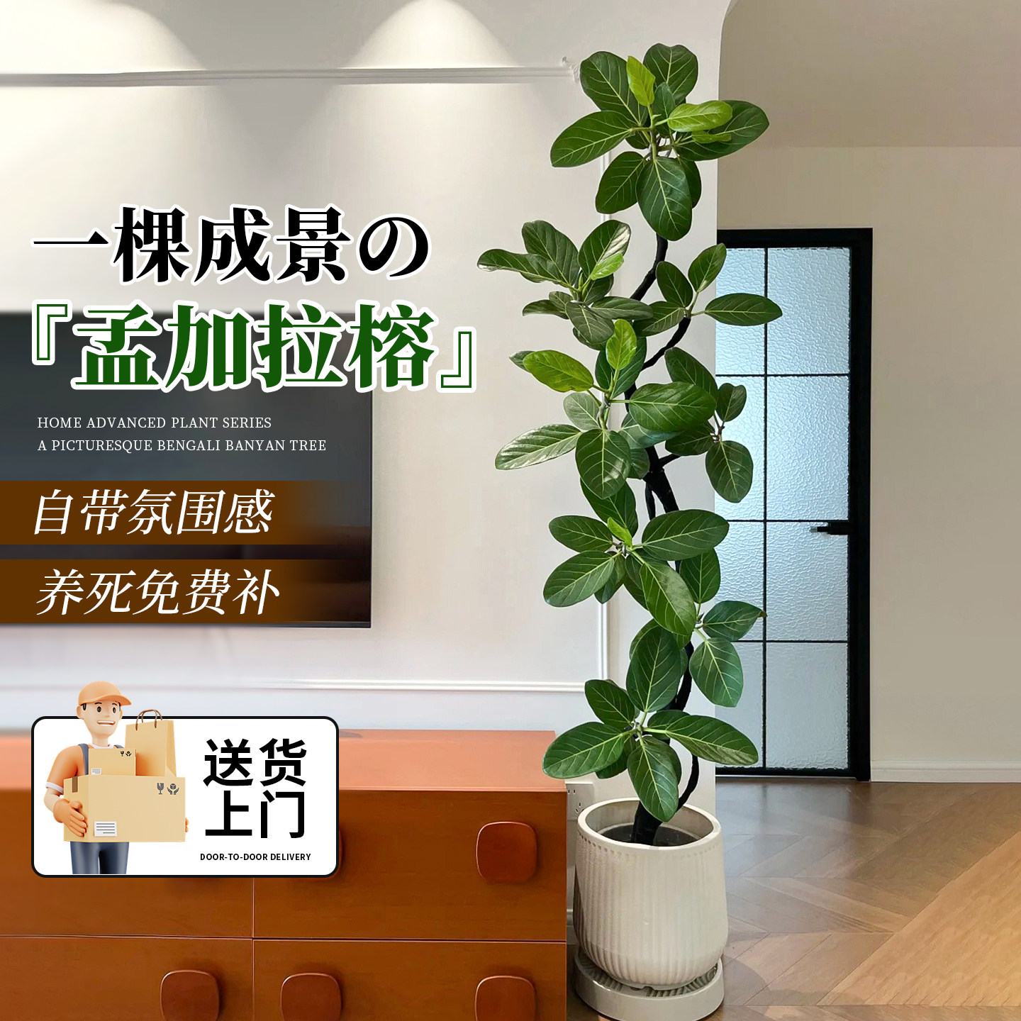 孟加拉榕大型绿植物高级感室内客厅大盆栽好养高山榕树造型黄金榕