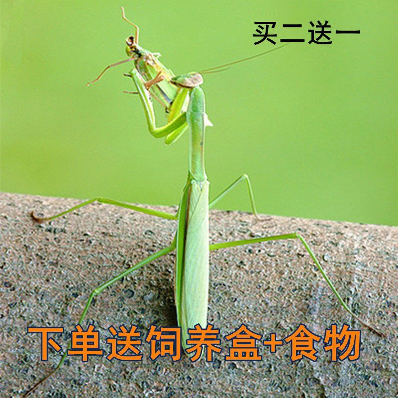 包邮现货中华大刀螳螂活体