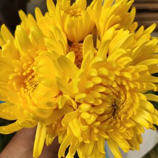 菊花鲜花新鲜采摘基地直发黄白菊鲜切花花束花苞家用菊花人工精品