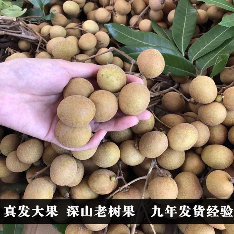 海南三亚新鲜龙眼送人礼品储良石峡新鲜桂圆水果送礼5斤精选装