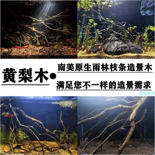 黄梨木香槟木黄栎木鹿角枝南美雨林鱼缸造景一体多枝沉木