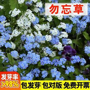 勿忘我花种子宿根多年生勿忘草种籽绿化盆栽四季易种盆栽花卉种籽