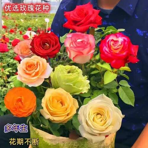 玫瑰花种籽子四季播种开花盆栽花卉易爆盆室内外鲜花种籽庭院阳台