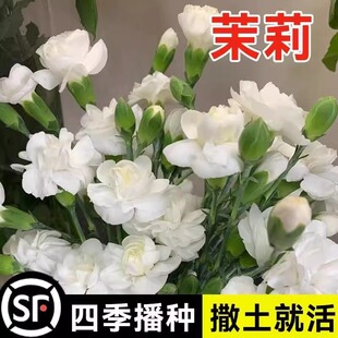茉莉花种子四季开花夜来香地雷花种籽阳台庭院春夏驱蚊盆栽花种籽