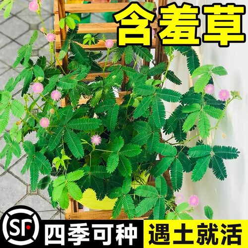 含羞草种子害羞草种籽室内四季播种阳台绿植物种苗趣味花卉花种籽