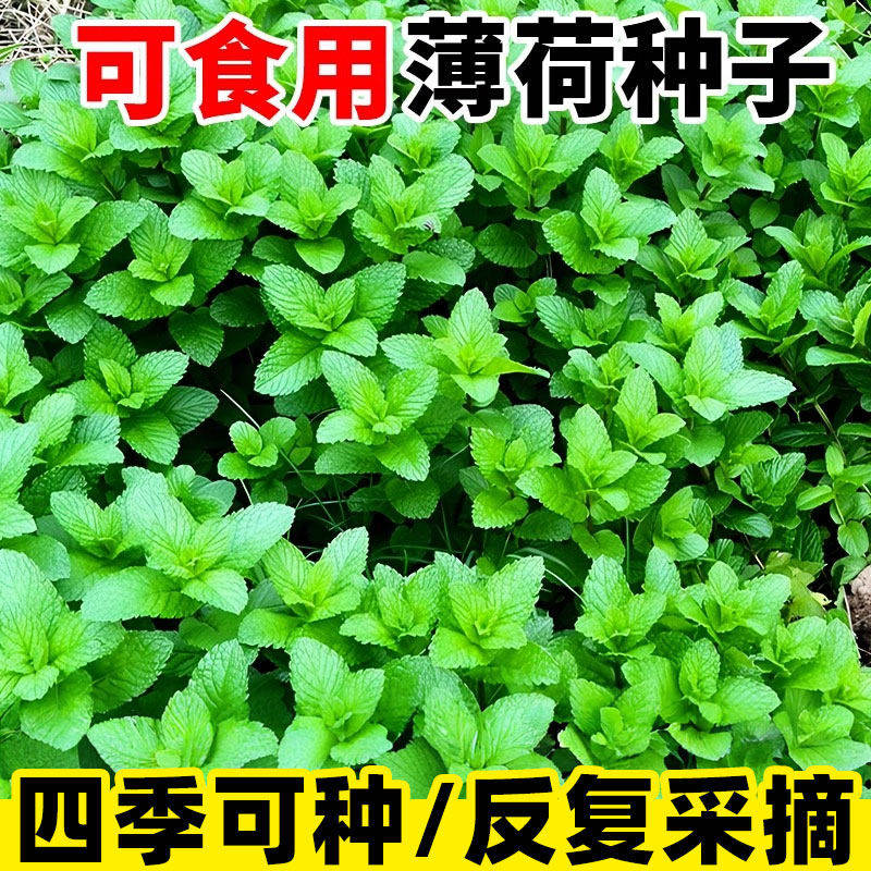 薄荷种籽子可食用四季种植种子香水留兰香猫薄荷驱蚊室内阳台盆栽