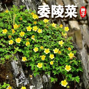 委陵菜种籽白头翁种子蛤蟆草种庭院多年生景观地被耐寒盆栽花种籽