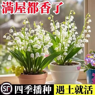 铃兰花苗盆栽进口种球花籽种子四季 播种开花植物室内外花耐寒根苗
