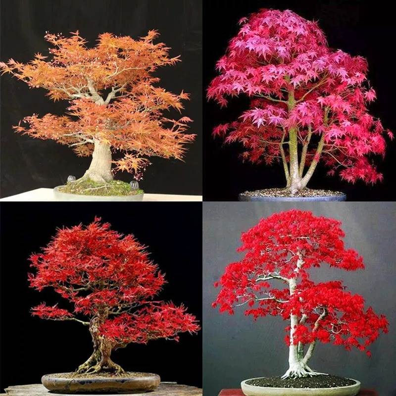 秋火焰花种子红枫种子四季