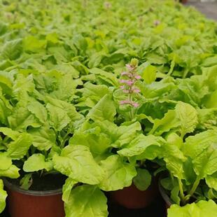 黄金灯筋骨草（6盆包邮）多年生四季常绿庭院绿化耐寒耐旱宿根