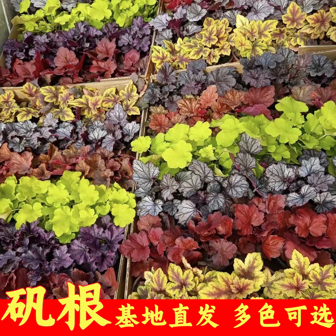 矾根花苗耐寒耐阴四季常绿观叶盆桌面绿植