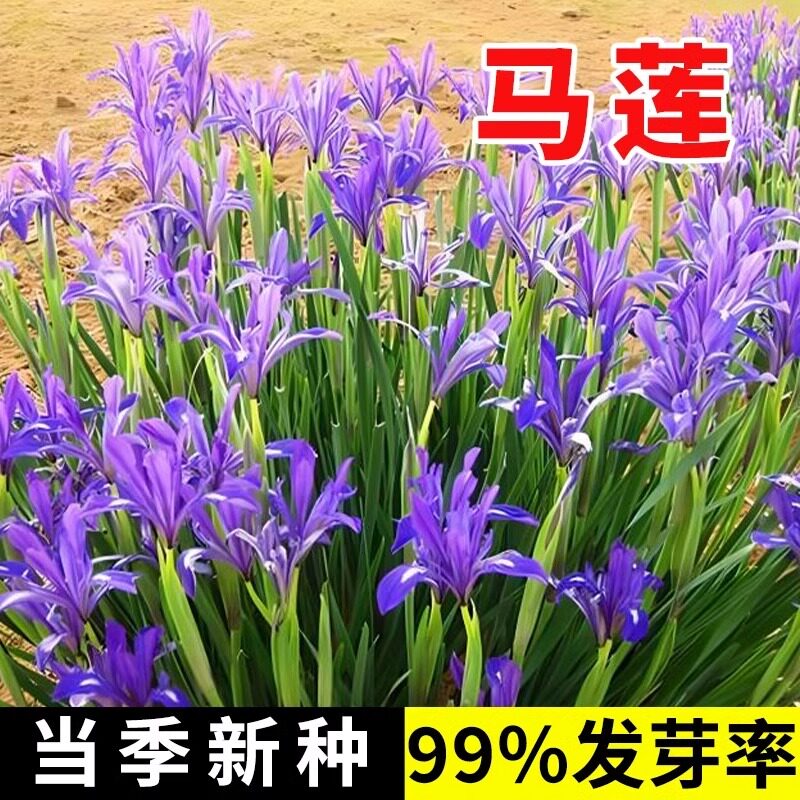 马莲种子马蔺花籽蝴蝶兰花公园四季播种开花宿根水生马兰花草籽孑