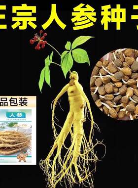 长白山人参种子正品野山参种子四季易种中草药材室内庭院盆栽种籽
