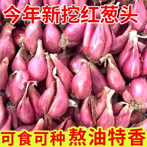 正宗红葱头香葱头干葱头火葱头种香新鲜小葱头广东农家自种小葱