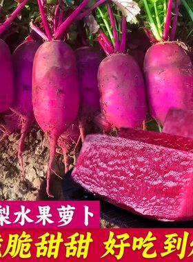 凤梨水果萝卜种籽红皮红心萝卜种子紫美人四季播阳台盆栽种孑苗秧