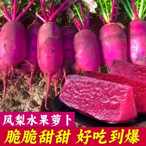 凤梨水果萝卜种籽红皮红心萝卜种子紫美人四季播阳台盆栽种孑苗秧