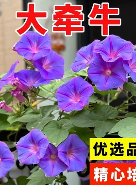 大牵牛花种子爬藤大喇叭花种籽阳台庭院盆栽四季播种攀岩花卉种籽