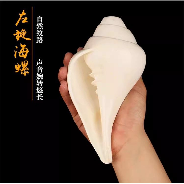 尼泊尔进口白海螺生物左旋佛家右旋法螺收藏工艺品可吹响八供摆件