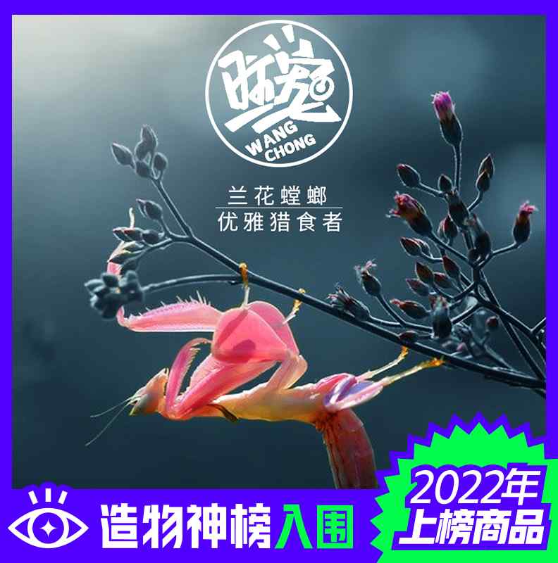 螳螂兰花螳螂指尖宠物办公室饲养昆虫小朋友礼物微距摄影指尖萌宠