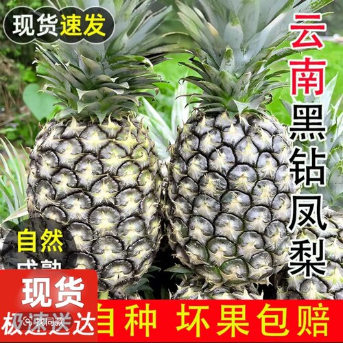 云南正宗黑钻凤梨当季新鲜热带水果酸野甜商用冰粥自助餐芒果凤梨