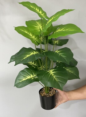 跨境仿真绿植万年青 客厅家居落地装饰品 户外婚庆造景绿萝假花