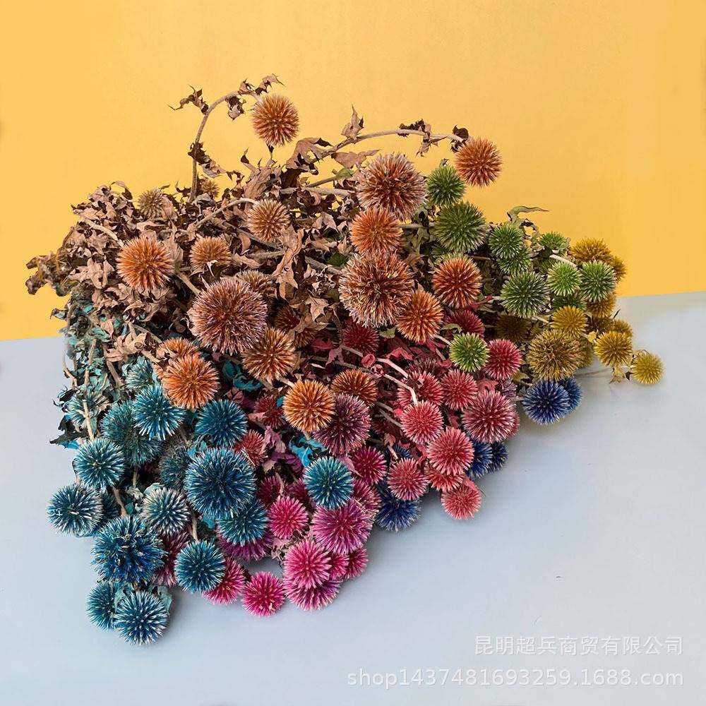 【永生花吸色蓝星球】永生花蓝星球刺芹花束材料